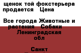 щенок той-фокстерьера продается › Цена ­ 25 000 - Все города Животные и растения » Собаки   . Ленинградская обл.,Санкт-Петербург г.